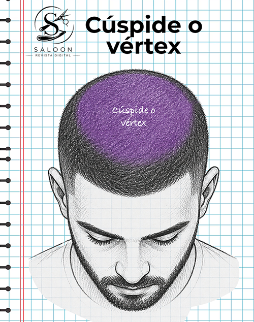 Superior, cúspide o vértex