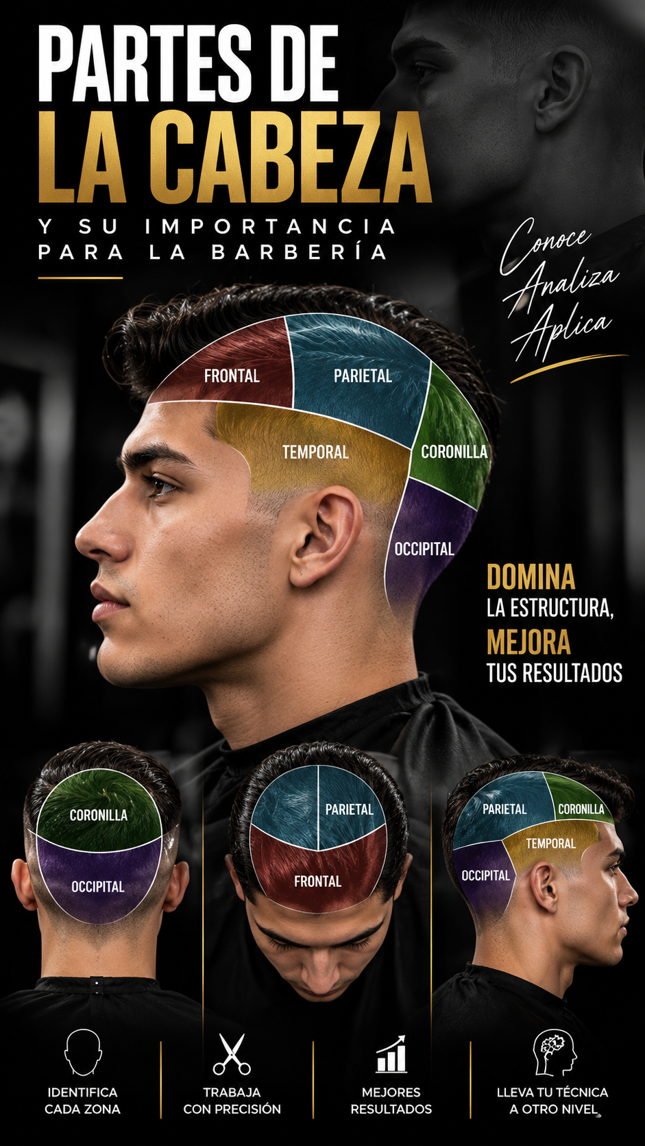 partes de la cabeza y su importancia en la barbería